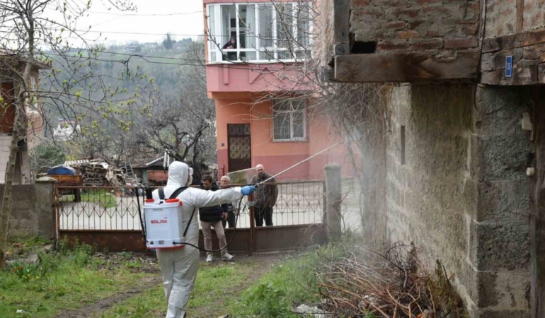 Kahverengi kokarca ile mücadele çalışması devam ediyor