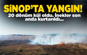 Sinop'taki yangında 20 dönümlük alan kül oldu