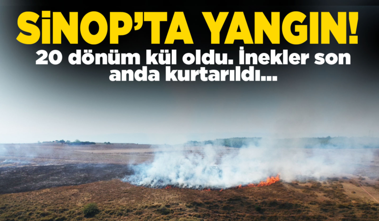 Sinop’taki yangında 20 dönümlük alan kül oldu