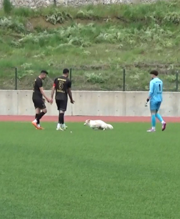 Sahaya giren köpek tansiyonu düşürdü