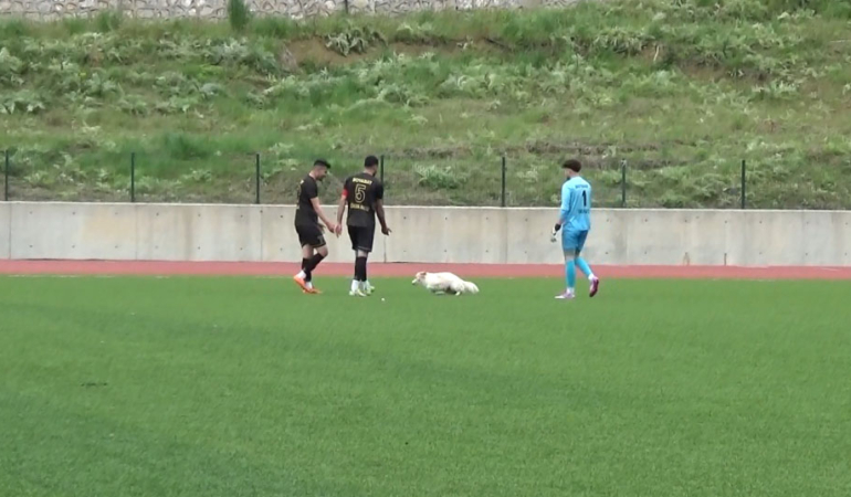 Sahaya giren köpek tansiyonu düşürdü