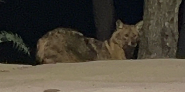 Sinop'ta yalnız gezen çakal kameraya yansıdı