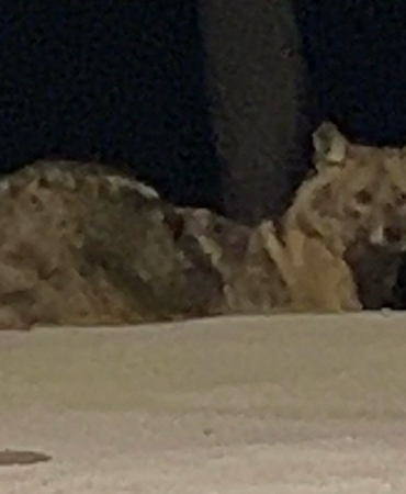 Sinop'ta yalnız gezen çakal kameraya yansıdı