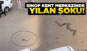 Sinop'ta yılan paniği yaşandı