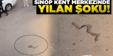 Sinop'ta yılan paniği yaşandı