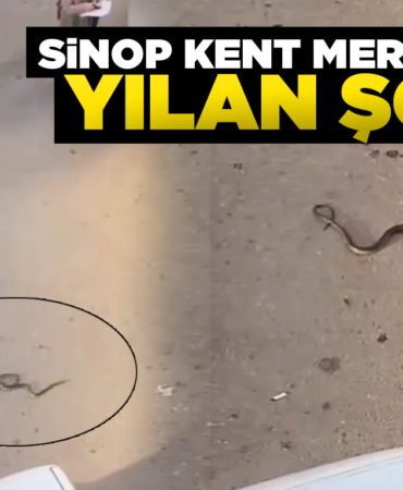 Sinop'ta yılan paniği yaşandı