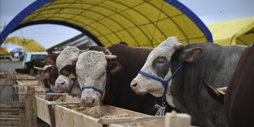 Şap nedeniyle kapanan hayvan pazarı açılıyor