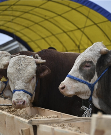 Şap nedeniyle kapanan hayvan pazarı açılıyor