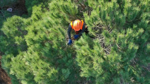 Sinop’un iki ilçesine OGM işçi alımı yapacak