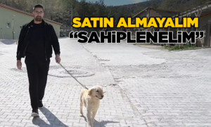 Sinoplu vatandaştan sahipsiz hayvanlar için duyarlı çağrı