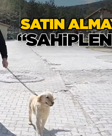 Sinoplu vatandaştan sahipsiz hayvanlar için duyarlı çağrı