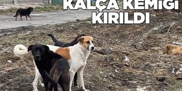 Yaşlı kadına başıboş köpek saldırısı