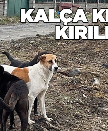 Yaşlı kadına başıboş köpek saldırısı
