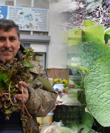 Sinop ormanlarının gizli şifası tezgahlarda