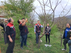 Tangal köyünde Uygulamalı Ağaç Budama Eğitimi verildi
