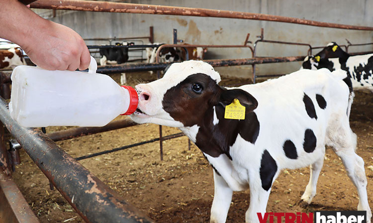 Süt sığırı yetiştirme kursu başlıyor