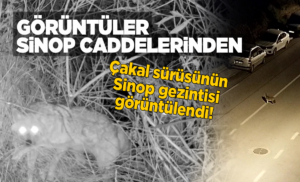 Aç kalan çakallar kent merkezine indi