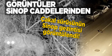 Aç kalan çakallar kent merkezine indi