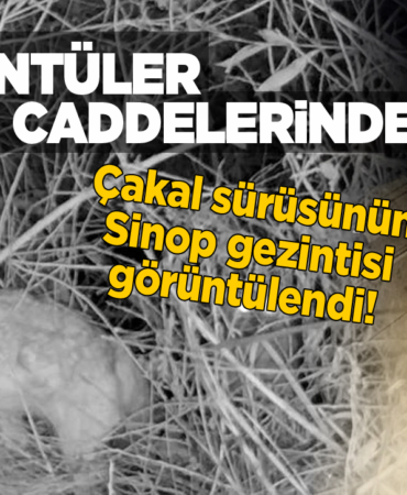 Aç kalan çakallar kent merkezine indi