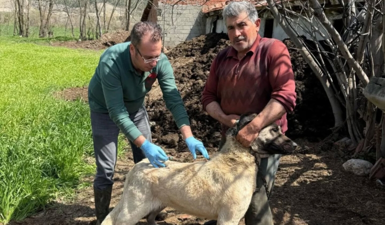 İlçede sahipli köpeklere mikroçip uygulaması