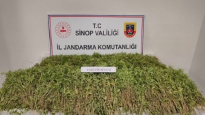 SİNOP'TA BAHÇESİNDE 31 BİN 265 KÖK KENEVİR ELE GEÇEN VATANDAŞ KONUŞTU: "YASAL EKİLEN KENEVİRDEN DÖKÜLEN TOHUMLAR"