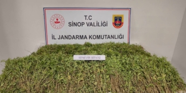 SİNOP'TA BAHÇESİNDE 31 BİN 265 KÖK KENEVİR ELE GEÇEN VATANDAŞ KONUŞTU: "YASAL EKİLEN KENEVİRDEN DÖKÜLEN TOHUMLAR"