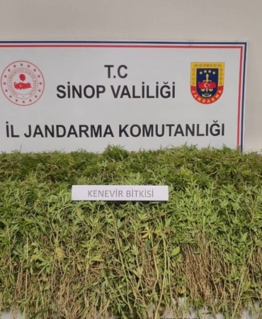 SİNOP'TA BAHÇESİNDE 31 BİN 265 KÖK KENEVİR ELE GEÇEN VATANDAŞ KONUŞTU: "YASAL EKİLEN KENEVİRDEN DÖKÜLEN TOHUMLAR"