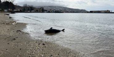 Sinop'ta yunus ölümleri devam ediyor