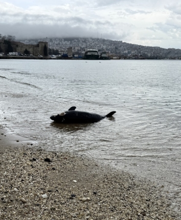 Sinop'ta yunus ölümleri devam ediyor