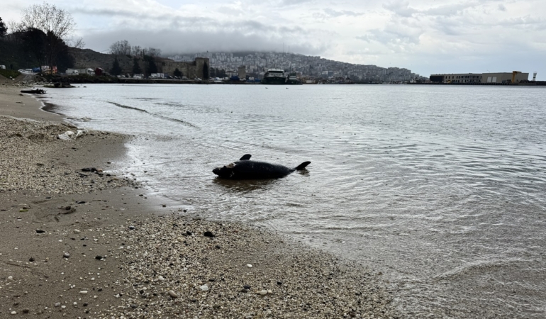 Sinop'ta yunus ölümleri devam ediyor