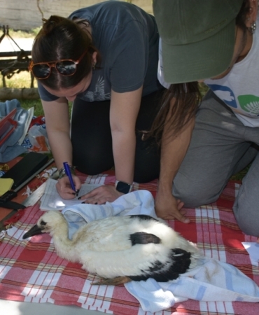 Sinop'tan yola çıkan leylek Güney Afrika'da fotoğraflandı