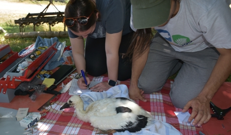 Sinop’tan yola çıkan leylek Güney Afrika’da fotoğraflandı