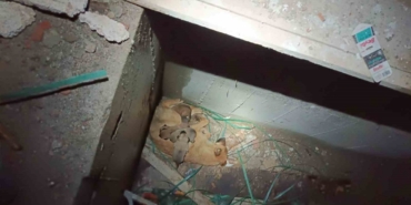Asansör boşluğunda mahsur kalan anne ve yavru köpekleri kurtarıldı