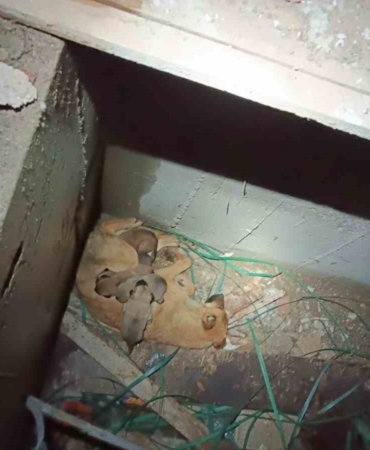 Asansör boşluğunda mahsur kalan anne ve yavru köpekleri kurtarıldı
