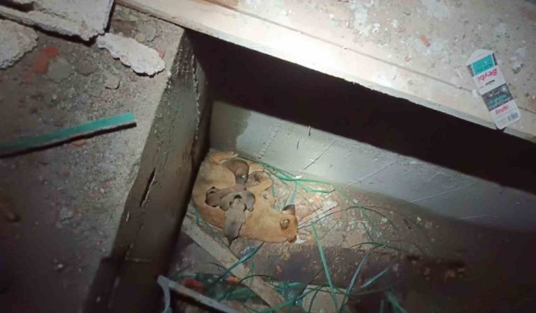 Asansör boşluğunda mahsur kalan anne ve yavru köpekleri kurtarıldı