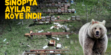 Sinop'ta köye inen ayılar kovanlara zarar verdi