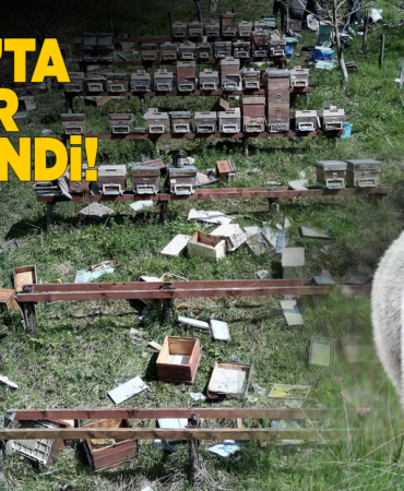 Sinop'ta köye inen ayılar kovanlara zarar verdi