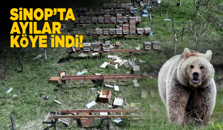 Sinop’ta köye inen ayılar kovanlara zarar verdi