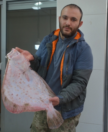 SİNOP’TA KALKAN BALIĞININ KİLOGRAM BİN LİRA