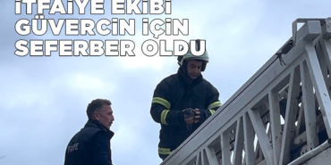 Sinop’ta güvercin kurtarma operasyonu