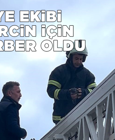 Sinop’ta güvercin kurtarma operasyonu