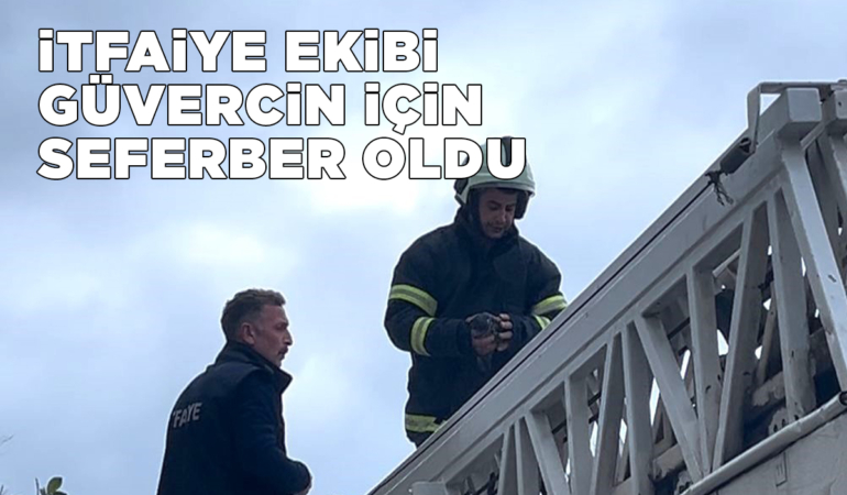 Sinop’ta güvercin kurtarma operasyonu