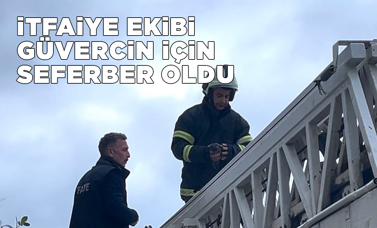 Sinop’ta güvercin kurtarma operasyonu