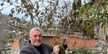 Çorum'da ceviz ağaçları zirai dondan etkilendi