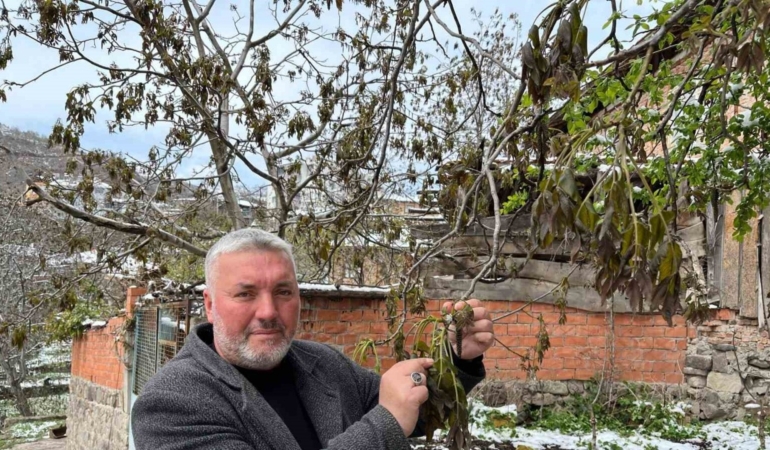Çorum'da ceviz ağaçları zirai dondan etkilendi