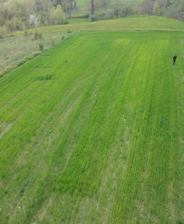 ARAZİSİNDE 31 BİN 265 KÖK KENEVİR ELE GEÇEN VATANDAŞ KONUŞTU