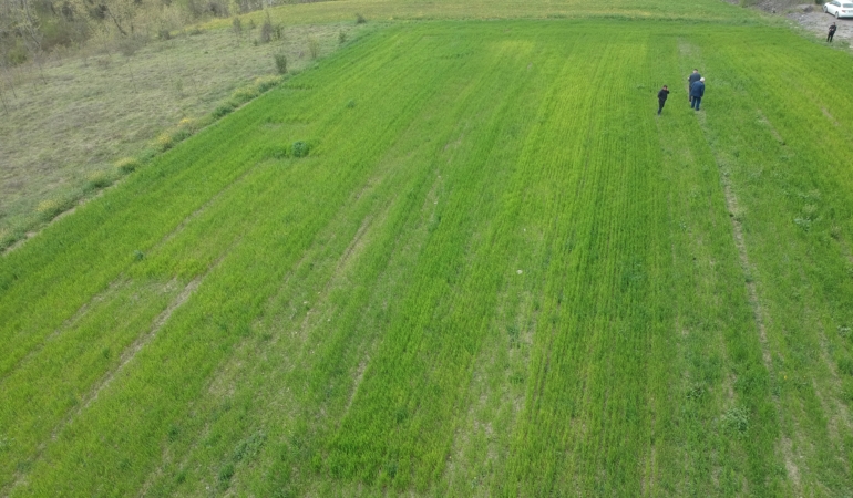 ARAZİSİNDE 31 BİN 265 KÖK KENEVİR ELE GEÇEN VATANDAŞ KONUŞTU