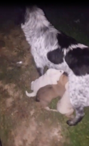 Dereye düşen yavru köpek ekiplerce kurtarıldı