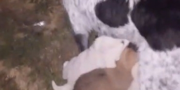 Dereye düşen yavru köpek ekiplerce kurtarıldı