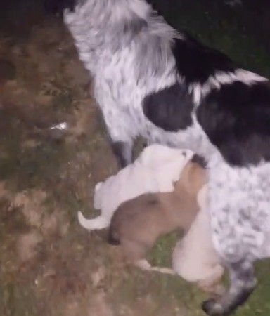 Dereye düşen yavru köpek ekiplerce kurtarıldı